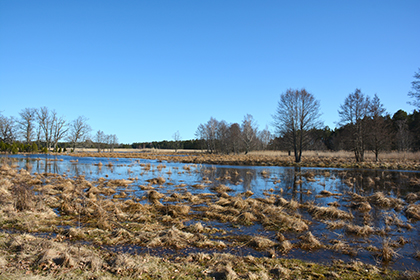 Rädda gädda